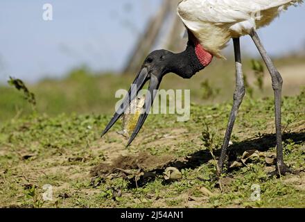 Jaribu (Jabiru mycteria), mit gefangenem Piranha, Serrasalmus spec., Brasilia, Brasilien, Pantanal Stockfoto