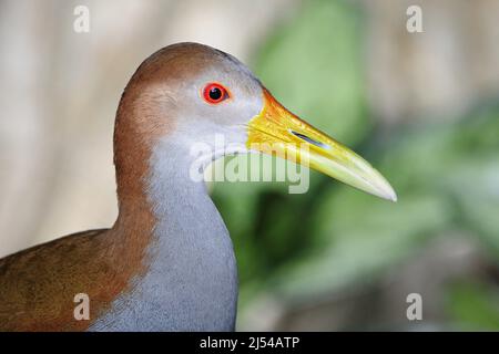 Riesige Holzschiene (Aramides ypecaha), Porträt, Brasilien Stockfoto