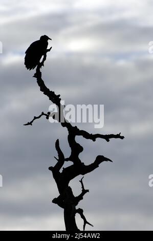 Amerikanischer Schwarzgeier (Coragyps atratus), der im Morgengrauen auf einem toten Baum thront, Brasilien, Pantanal Stockfoto