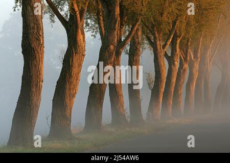 Weiden im Tal des Flusses Schelde, Belgien, Ostflandern, Scheldevallei, Heurne Stockfoto