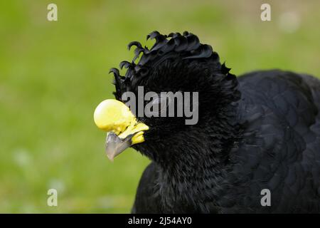 Großer Kurassow (Crax rubra), männlich, Porträt Stockfoto