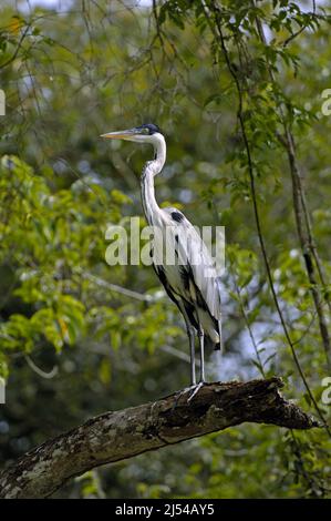 Cocoi Reiher (Ardea cocoi), auf einem Zweig thront, Brasilien, Pantanal Stockfoto