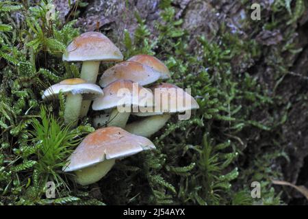 Schwefeltuft, Schwefeltuft, geclusterter Holzfischer, Schwefelkappe (Hypholoma fasciculare, Nematoloma fasciculare), Fruchtkörper auf einem modrigen Baumstamm, Stockfoto