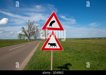 Verkehrsschilder an der Straße. Rinder kreuzen rot-weißes Dreieck-Zeichen mit Kuh-Silhouette. Rechtskurve vor Verkehrszeichen und nicht überholende Straßenschild Stockfoto