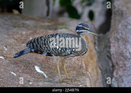 Sonne-Rohrdommel, Sunbittern (Eurypyga Helias), auf einem Stein Stockfoto