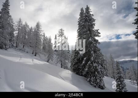 Winterlandschaft an einem bewölkten Tag. Verschneite Bäume in einem Winterwunderland Stockfoto
