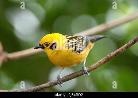 goldener Tanager (Tangara arthus), auf einem Zweig, Ecuador Stockfoto