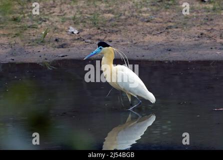 Kappreiher (Pilherodius pileatus), steht in flachem Wasser, Brasilien, Pantanal Stockfoto