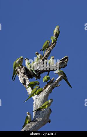 Mönchssittich (Myiopsitta monachus), Gruppe, die auf einem toten Baum thront, Brasilien, Pantanal Stockfoto