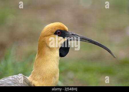 Schwarzgesichtes Ibis (Theristicus melanopis), Porträt Stockfoto