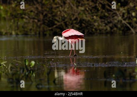 Roseatlöffler (Ajaia ajaia, Ajaia ajaja, Platalea ajaja), Nahrungssuche im seichten Wasser, Brasilien, Pantanal Stockfoto