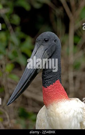 Jaribu (Jabiru mycteria), Porträt, Brasilien, Pantanal Stockfoto