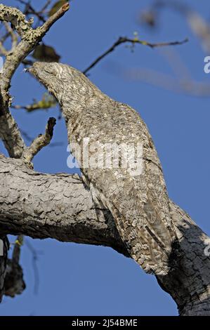 Großer Potoo (Nyctibius grandis), auf einem gut getarnten Zweig, Brasilien, Pantanal, thront Stockfoto