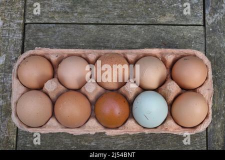 Hühnereier im Eierkarton, Deutschland Stockfoto