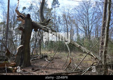 Frühling in Berlin - Tegeler Wald (Tegeler Forst) - 17. April 2022. Stockfoto