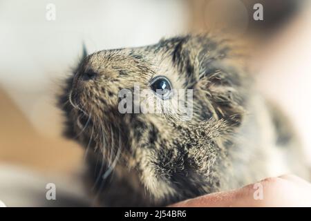 Bezauberndes schwarz-graues Portrait-Foto von Abessinier Meerschweinchen. Konzept des häuslichen Lebens. Hochwertige Fotos Stockfoto