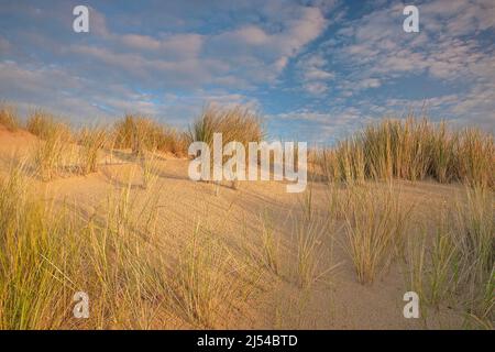 Strandgras, Europäisches Strandgras, Marramgras, Psamma, Meerwasserschildkröte (Ammophila arenaria), wächst auf einer Düne an der Küste, Belgien, Westflandern, Stockfoto