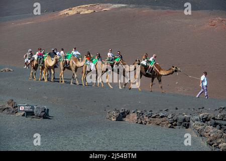 Dromedar, ein-bucked Kamel (Camelus dromedarius), Touristen reiten Kamele im Nationalpark, Kanarische Inseln, Lanzarote, Timanfaya Nationalpark Stockfoto