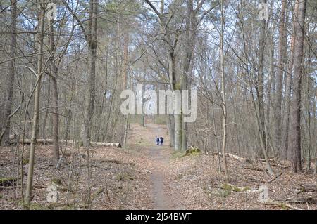 Frühling in Berlin - Tegeler Wald (Tegeler Forst) - 17. April 2022. Stockfoto