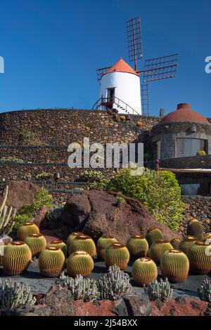 Fasskaktus (Echinocactus grusonii), Jardi­n de Cactus, Kaktusgarten Cesar Manrique, Kanarische Inseln, Lanzarote Stockfoto
