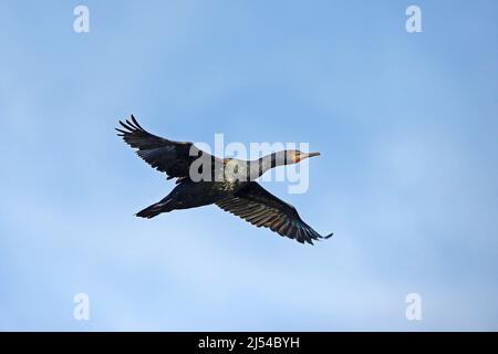 Kapkormoran (Phalacrocorax capensis), im Flug, Südafrika, Westkap, Boulders Beach Stockfoto