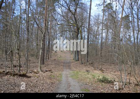 Frühling in Berlin - Tegeler Wald (Tegeler Forst) - 17. April 2022. Stockfoto