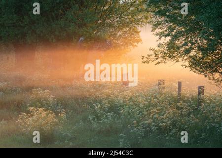 Weiden im Tal des Flusses Schelde, Belgien, Ostflandern, Scheldevallei, Heurne Stockfoto