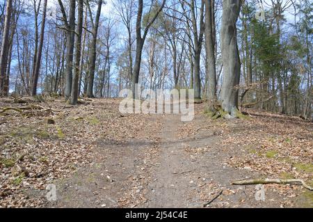 Frühling in Berlin - Tegeler Wald (Tegeler Forst) - 17. April 2022. Stockfoto