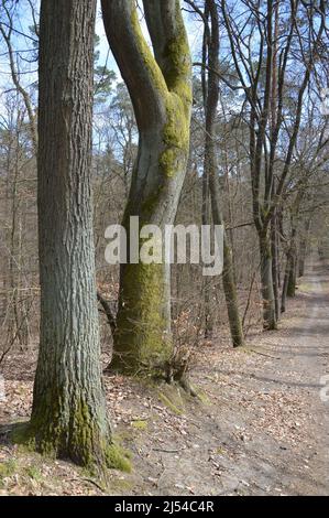 Frühling in Berlin - Tegeler Wald (Tegeler Forst) - 17. April 2022. Stockfoto