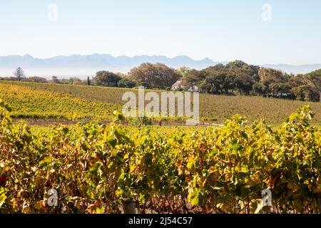 Kapstadt, Südafrika. 19. April 2022. Besucher spazieren am 19. April 2022 im Weinberg der Groot Constantia Weinfarm in Kapstadt, Südafrika. Groot Constantia wurde 1685 gegründet und ist die älteste südafrikanische Weinfarm. Quelle: Lyu Tianran/Xinhua/Alamy Live News Stockfoto