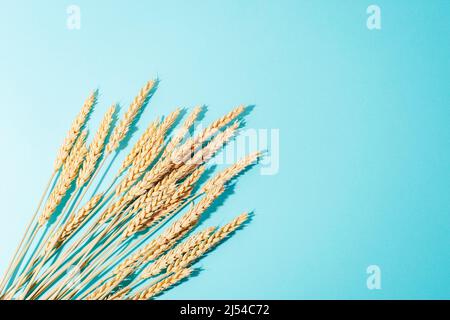 Ähren aus Weizen auf hellblauem Hintergrund. Flach liegend, Kopierplatz Stockfoto