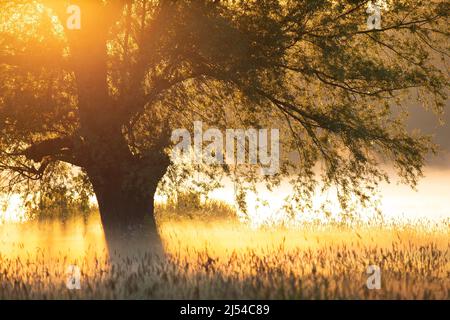 Sonnenaufgang im Naturgebiet Grootmeers in Zingem, Belgien, Ostflandern, Zingem Stockfoto
