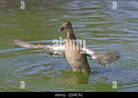 mallard (Anas platyrhynchos), Weibchen hebt aus dem Wasser, Deutschland Stockfoto