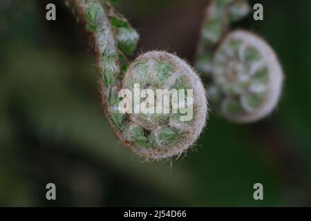Fresh Fern Spirale Nahaufnahme von Fresh Green Young Wild Fern in Spiralform mit geringer Schärfentiefe im Wald. Selektiver Fokus mit unscharfem grünen Hintergrund Stockfoto
