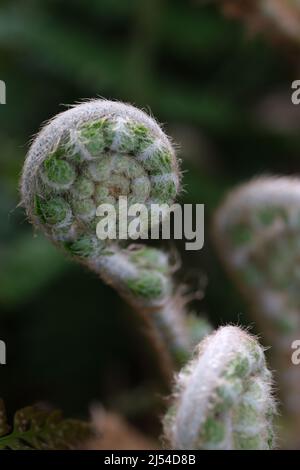 Fresh Fern Spirale Nahaufnahme von Fresh Green Young Wild Fern in Spiralform mit geringer Schärfentiefe im Wald. Selektiver Fokus mit unscharfem grünen Hintergrund Stockfoto