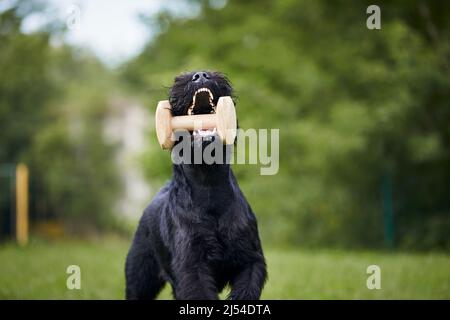 Fröhlicher Hund, der mit Holzspielzeug im Mund läuft. Training des schwarzen Riesenschnauzers auf der Wiese. Stockfoto