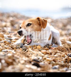 Nur für redaktionelle Verwendung - Ein Jack russell Terrier kaut gerne einen Stock, während er auf einem Kiesstrand liegt, East Sussex, Großbritannien. Bild von Jim Holden Stockfoto