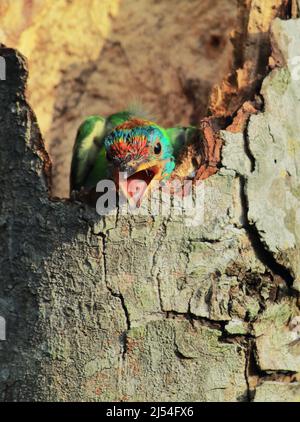 Das farbenfrohe und wunderschöne blaukehlige Barbet (Psilopogon asiaticus) Küken zwitschert aus seinem Nest Stockfoto