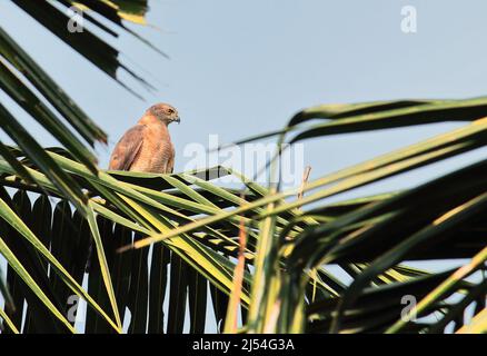 Ein kleiner Raptor shikra (accipiter badius), der auf einem Baum sitzt Stockfoto