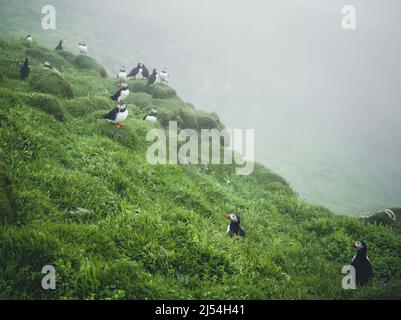 Wunderschöne Atlantische Papageitaucher (Fratercula arctica) auf Mykines, Färöer-Inseln. Dänemark. Europa Stockfoto