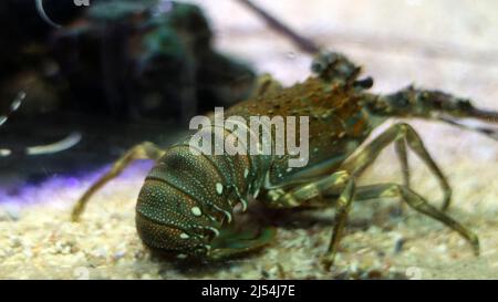 Hummerfisch im Wasser Stockfoto