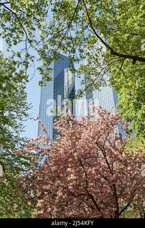 Wolkenkratzer hinter Kirschblütenbäumen in der Taunusanlage, Frankfurt, Deutschland Stockfoto