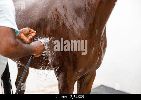 Pferdeportrait in Wasserstrahl. Pferdedusche im Stall Stockfoto