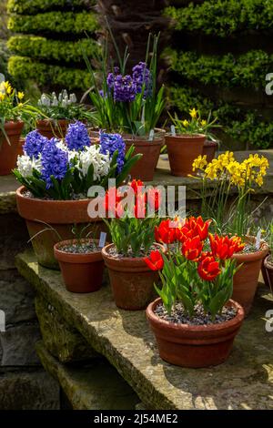 Blumentöpfe mit Frühlingszwiebeln. Tulpen, Narzissen und Hyazinthen. Stockfoto