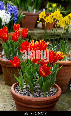 Blumentöpfe mit Frühlingszwiebeln. Tulpen, Narzissen und Hyazinthen. Stockfoto