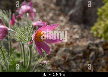 Rosa Pasque-Blume. Pulsatilla vulgaris. Stockfoto