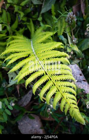 Eine Nahaufnahme von Christella normalis, Synonym Thelypteris kunthii, manchmal auch bekannt als Kunths Jungfernfarn oder südlicher Schildfarn Stockfoto