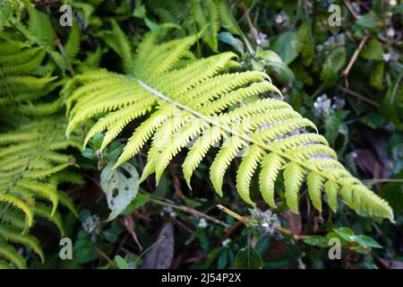 Eine Nahaufnahme von Christella normalis, Synonym Thelypteris kunthii, manchmal auch bekannt als Kunths Jungfernfarn oder südlicher Schildfarn Stockfoto