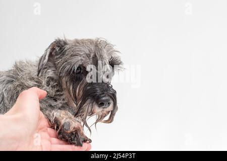 Hand, die die Pfote eines nassen traurigen Hundes hält. Der Hund schwimmt nicht gerne. Tierpflege. Hundehygiene. Badehunde. Stockfoto