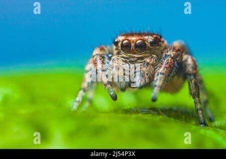 Porträt der Evarcha arcuata weibliche Spinne Porträt Stockfoto